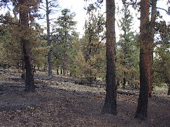 Photo of east side of the ridge.